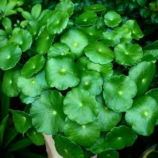 HIGH TECH FARM Centella Plant