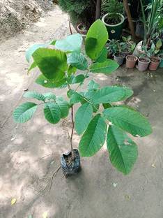 Agroholic Traders Walnut Plant