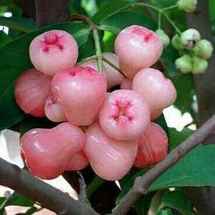 Sisa Wax Apple White Wax Fruit