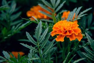Roy Plant RB Marigold Plant