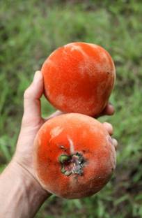 Persimmon Velvet Apple Plant
