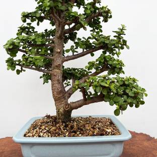 BloomShadow Jade Plant