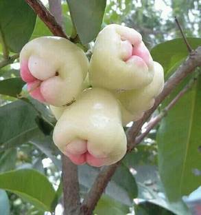 Ashok adhikary Jamun Plant