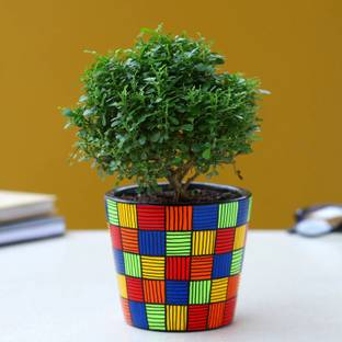 Mohomaya Dwarf Bonsai Succulent Plant