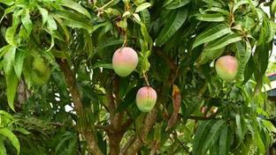 rimardmistu Mango Plant