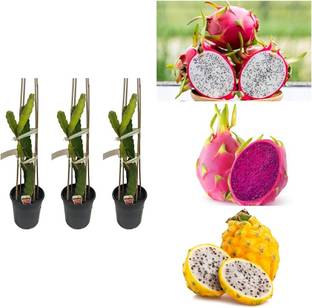 ibains Dragon fruit plants combo tree seeds pack of 11 Seed
