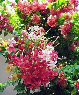 GreenyOn Parijat/Harsingar Plant