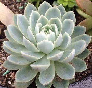 Nature Ambrosia Howarthia Zebra Plant