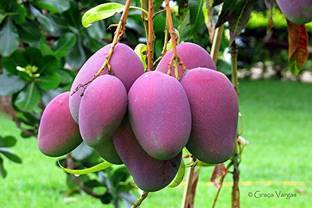 Earth Angels Mango Plant