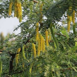 Live World Shami/Jand Plant