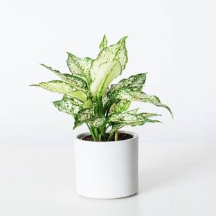 Aglonema Aglaonema Plant