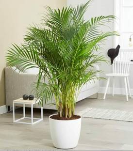 KUBERAA Areca Palm