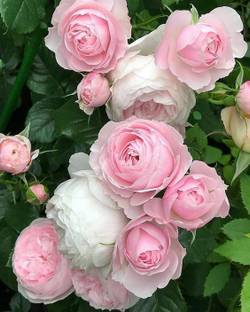 Live World Rose Plant