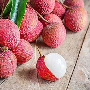 Daffodils Litchi Plant