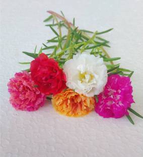 Cloud Farm Portulaca Plant