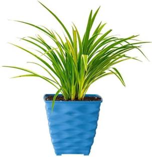 Cloud Farm Spider Plant