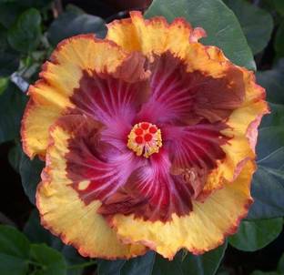 Cloud Farm Hibiscus Plant