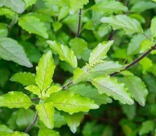 GREENSEE Tulsi Plant