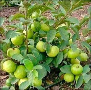 SUAA Guava Fruit Plant Seed