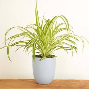 KPBHANDER Spider Plant
