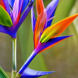 Cloud Farm Paradise Tree Plant