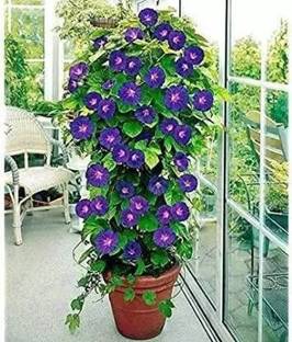 Greenery Nursery Aparajita/ Butterfly Pea Plant