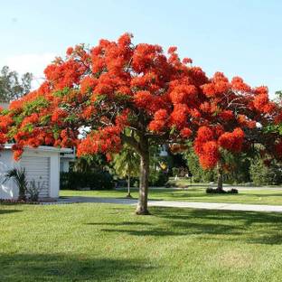 GULMOHAR Royal Poinciana Plant
