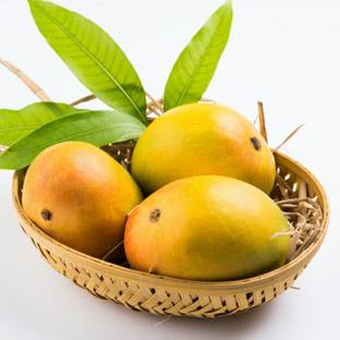 Gardenic Mango Plant
