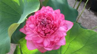 Go Green Lotus Plant
