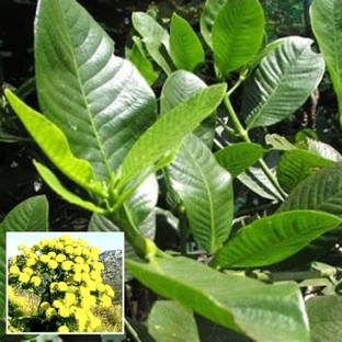AGRO ALIVE Nannari Plant