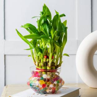 Nurturing Green Two Layer Bamboo Plant