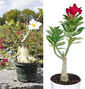 Greenery Nursery Adenium Plant