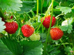 Suvo online services Strawberry Plant