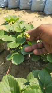 AquinnahGaden Strawberry Plant
