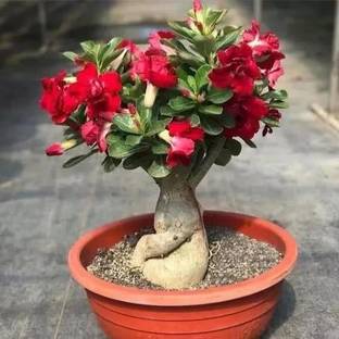 GreenyOn Adenium Plant