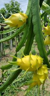 ARYAN EVERGREEN Dragon Tree