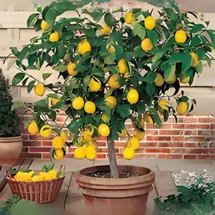 Manjunursery Lemon Plant