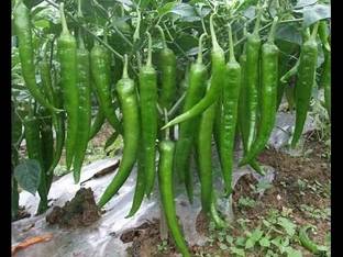 Cloud Farm Mirch/Chilli Plant