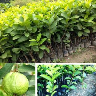 AGRO ALIVE Guava Plant