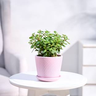 UGAOO Jade Plant