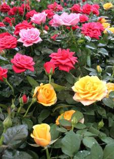 GreenHunt Rose Plant