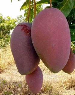 GodGreen Mango Plant