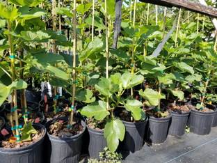 Cloud Farm Gular/Cluster Fig Plant