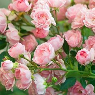 Plants Point Rose Plant