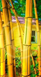 Dishita Go Green Bamboo Palm Plant