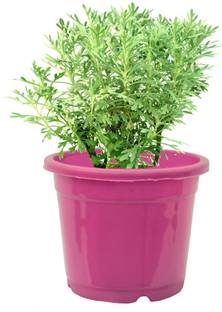 A S enterpize Christmas Tree Plant