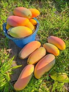 Fruitful Mango Plant