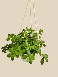 AFARTIOBINA Jade Plant