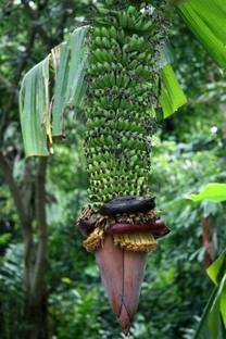 GreenyOn Banana Plant