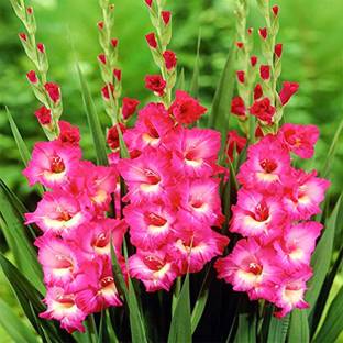 ibains Gladiolus/Sword Lily Plant